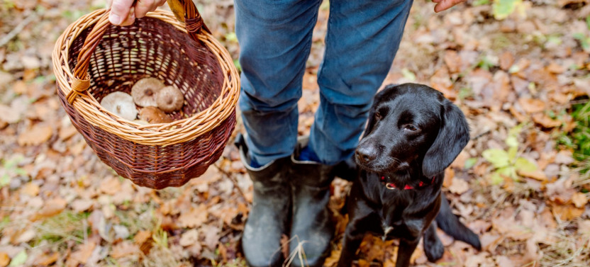 Private Istria Gourmet Experience: Truffle Hunting and Walking Tour