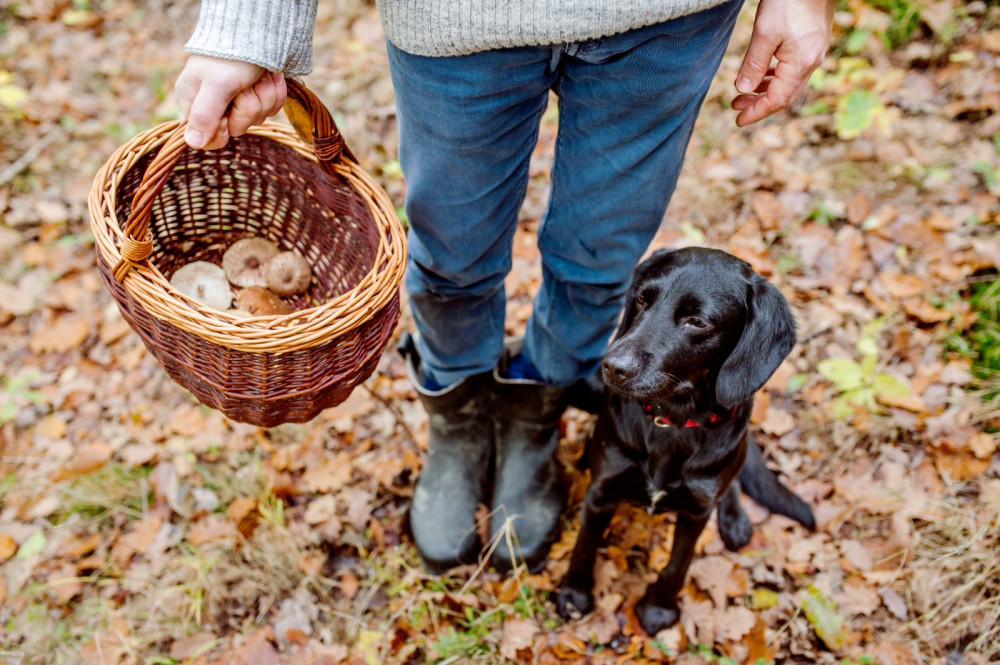 Private Istria Gourmet Experience: Truffle Hunting and Walking Tour