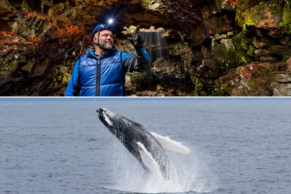 Whale Watching From Reykjavik