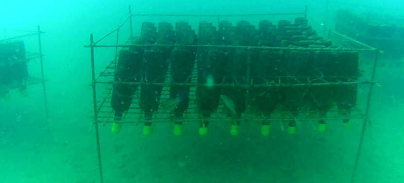 Private Underwater Wine Experience