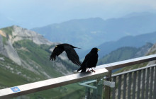Tours of Switzerland7