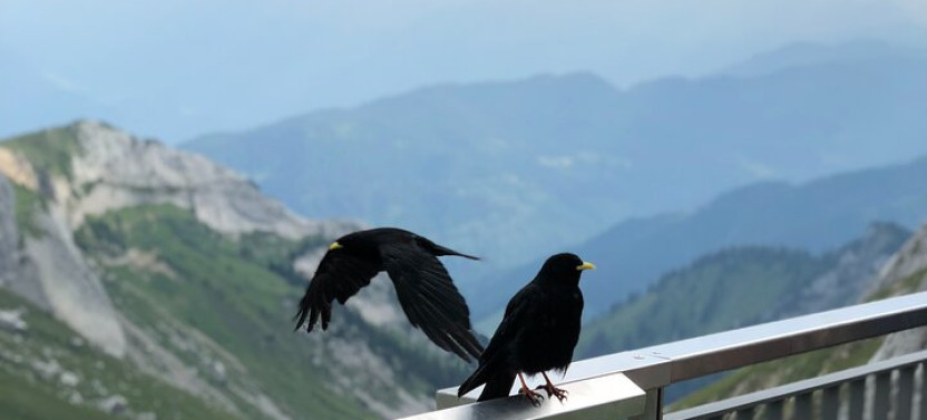 Mt. Pilatus Peak & Lake Lucerne Cruise Small Group | From Lucerne