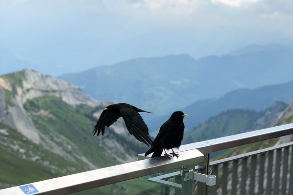 Mt. Pilatus Peak & Lake Lucerne Cruise Small Group | From Lucerne