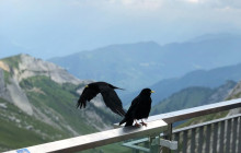 Tours of Switzerland1