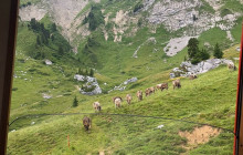 Tours of Switzerland7