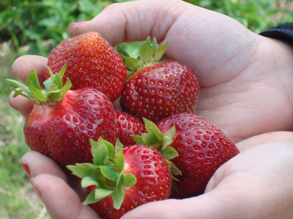Agricultural Walking Food Tour: Flavors of Île d'Orléans