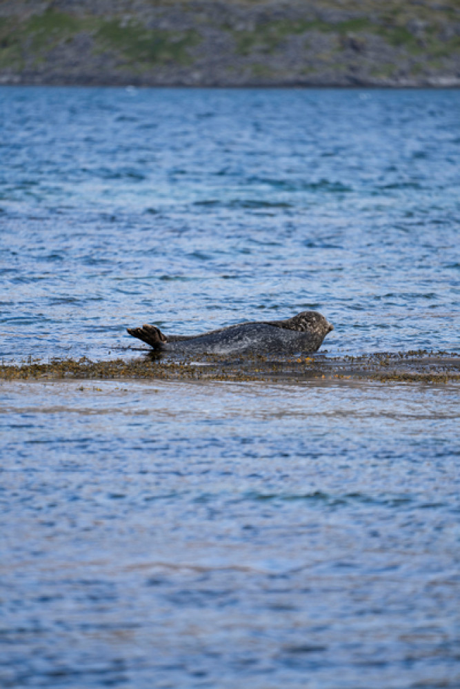 3 Day - Westfjords Highlights Adventure 