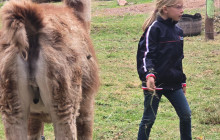 Cochahuasi Animal Sanctuary1