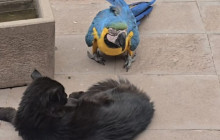 Cochahuasi Animal Sanctuary2