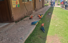 Cochahuasi Animal Sanctuary3