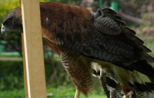 Cochahuasi Animal Sanctuary5