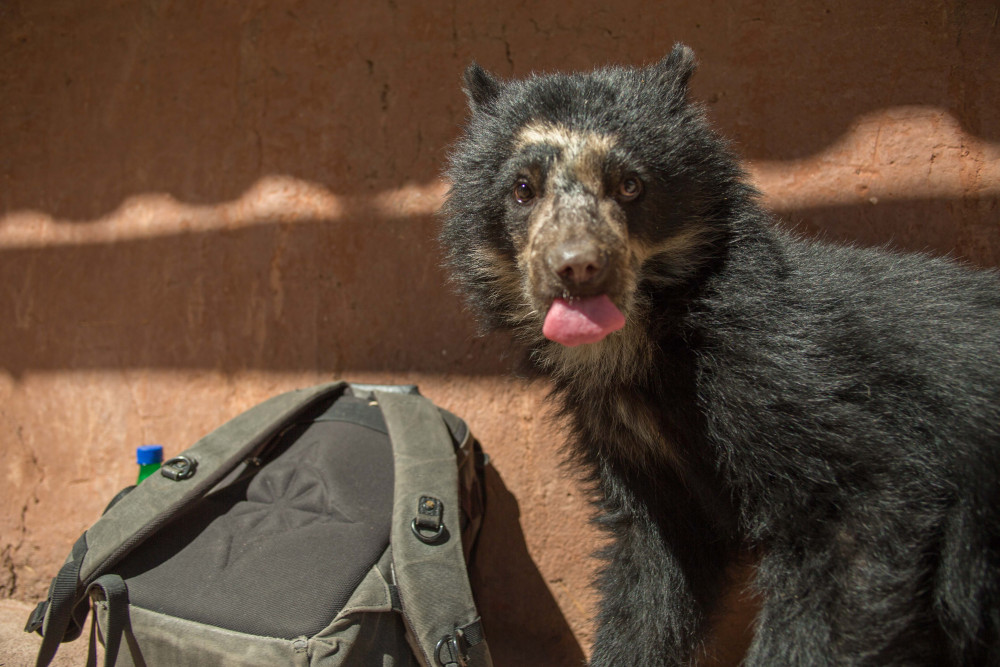 Wild Animal Experiences at Cochahuasi Animal Sanctuary®