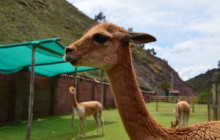 Cochahuasi Animal Sanctuary5