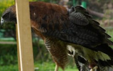 Cochahuasi Animal Sanctuary7