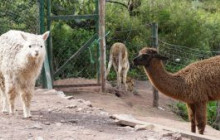 Cochahuasi Animal Sanctuary13