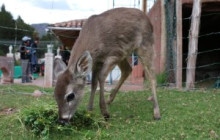 Cochahuasi Animal Sanctuary14
