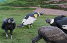 Cochahuasi Animal Sanctuary15