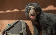 Cochahuasi Animal Sanctuary16