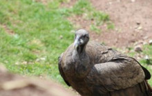 Cochahuasi Animal Sanctuary18