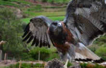 Cochahuasi Animal Sanctuary19