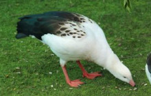 Cochahuasi Animal Sanctuary20