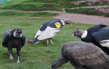 Cochahuasi Animal Sanctuary1