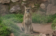 Cochahuasi Animal Sanctuary3