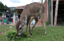Cochahuasi Animal Sanctuary9