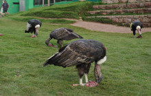 Cochahuasi Animal Sanctuary6