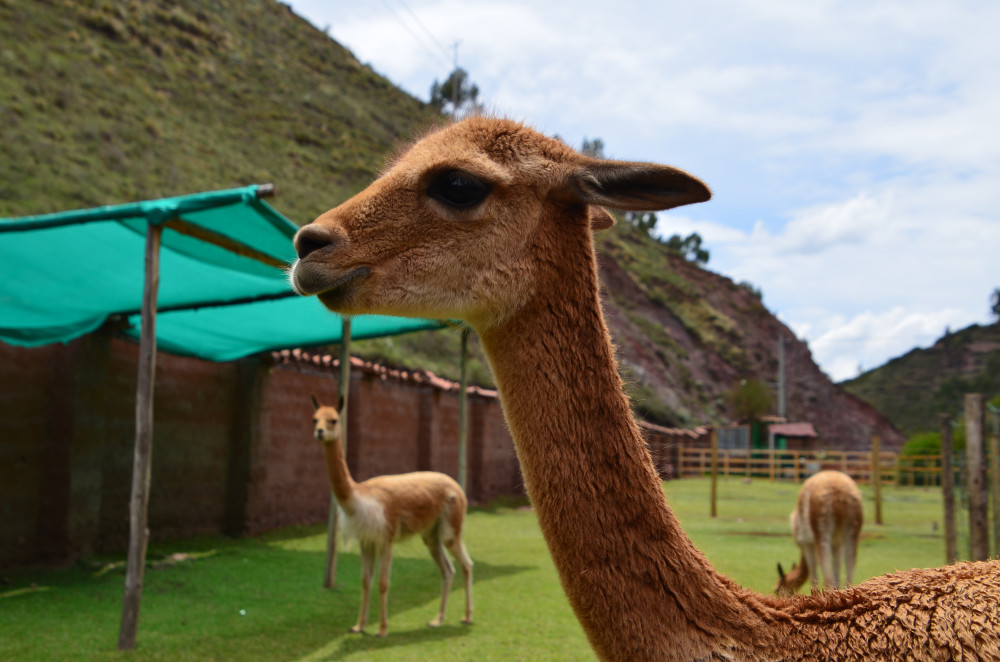 Cochahuasi Animal Sanctuary