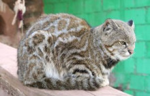 Cochahuasi Animal Sanctuary16