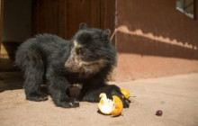 Cochahuasi Animal Sanctuary17