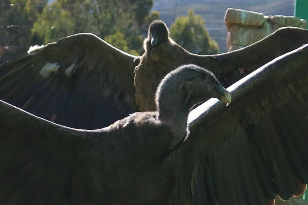 Mystic Experience At Cochahuasi (Blessings Of The Andean Condor)
