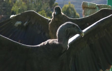 Cochahuasi Animal Sanctuary1