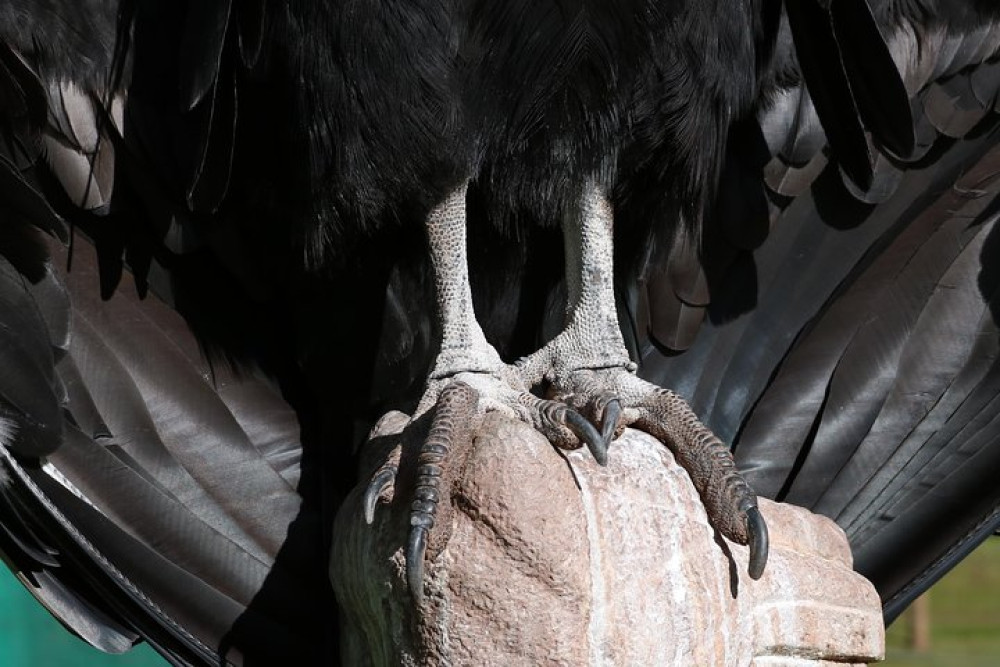 Cochahuasi Animal Sanctuary