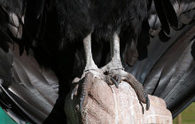 Cochahuasi Animal Sanctuary3