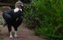 Cochahuasi Animal Sanctuary4