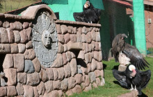 Cochahuasi Animal Sanctuary5