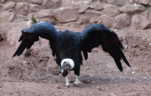Cochahuasi Animal Sanctuary6