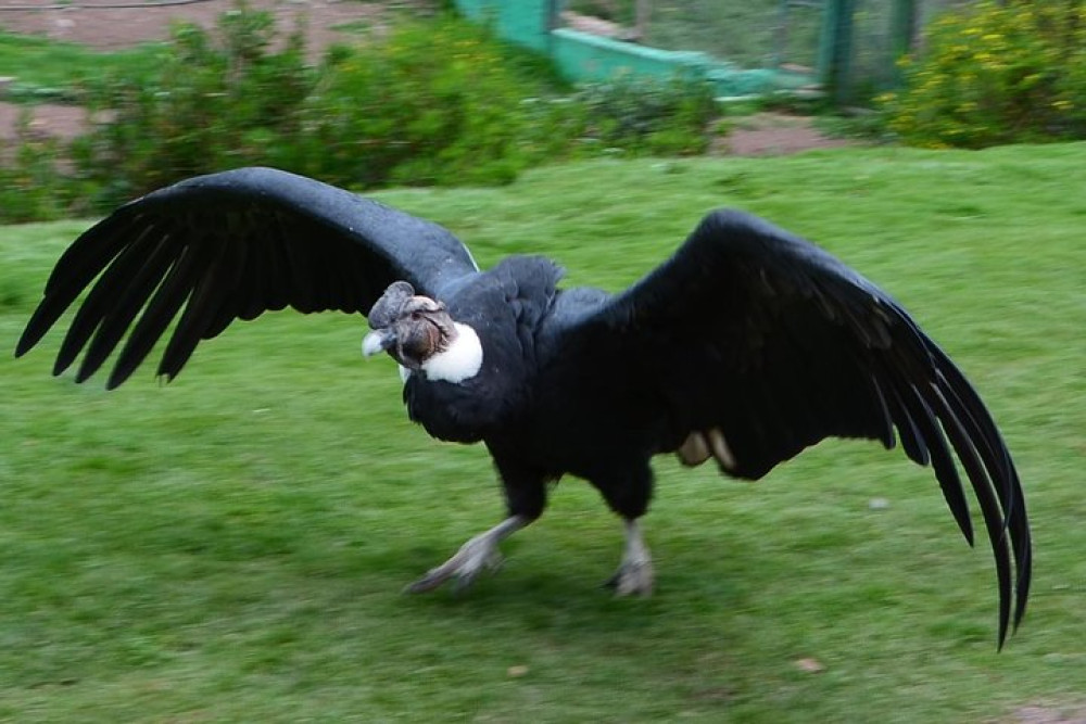 Cochahuasi Animal Sanctuary