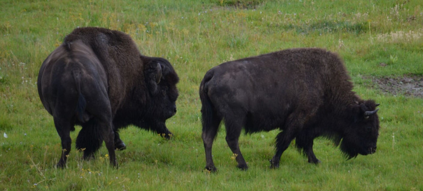 Private Grand Teton National Park Sunset Scenic Wildlife Tour