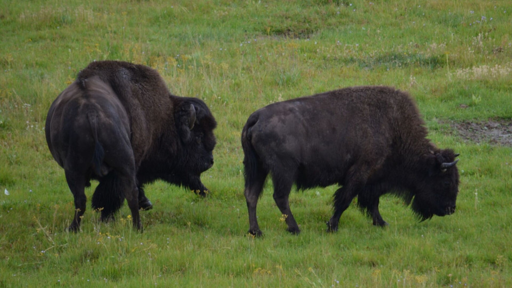 Private Grand Teton National Park Sunset Scenic Wildlife Tour