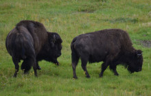 Teton Tour Guides1