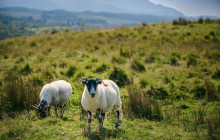 Highland Explorer Tours17