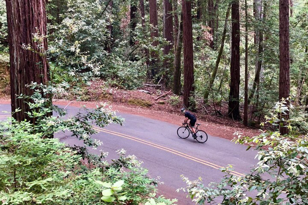 Self-Guided Driving Audio Tour of Redwood National and State Park