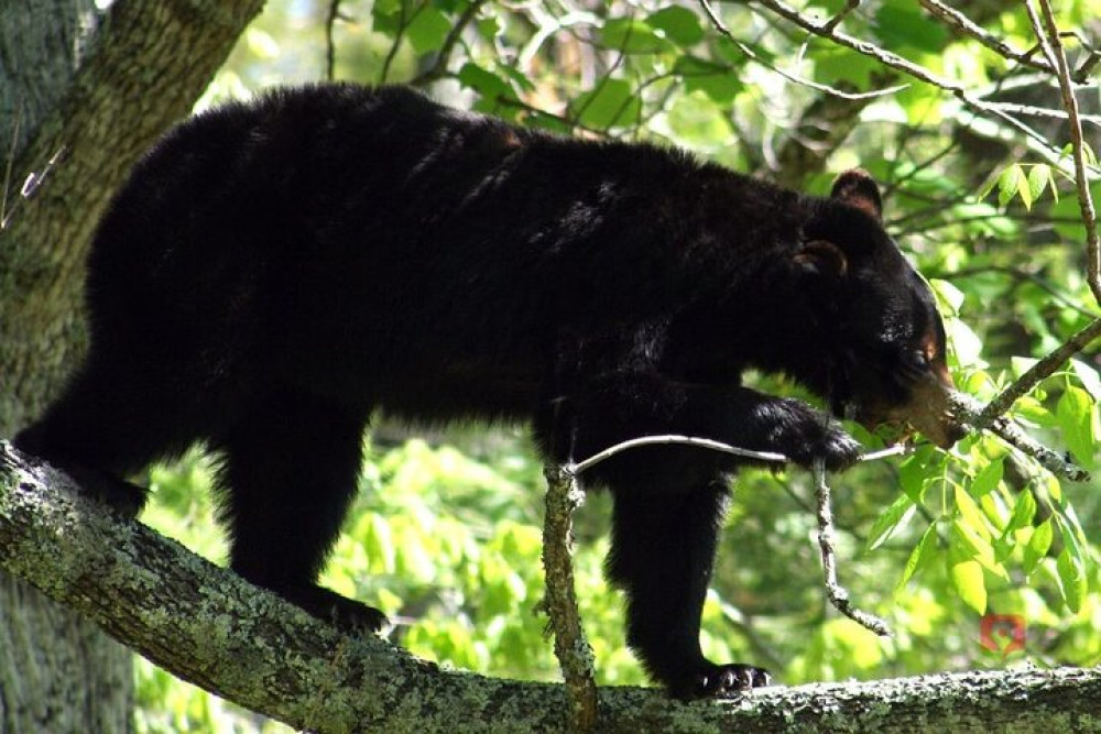 Self-Guided Audio Driving Tour in Great Smoky Mountains