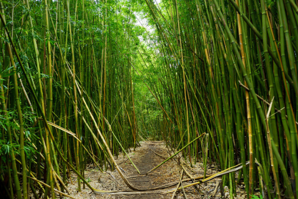 Audio-Guided Driving Tour Along Maui’s Road to Hana