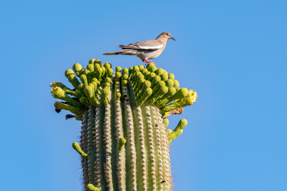 Audio-Guided Driving Tour of Saguaro National Park