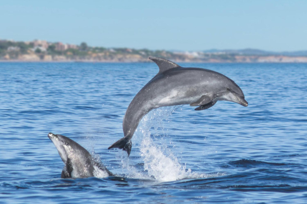 Portimao: Dolphins & Benagil Caves - Catamaran
