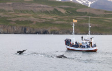 Arctic Adventures6